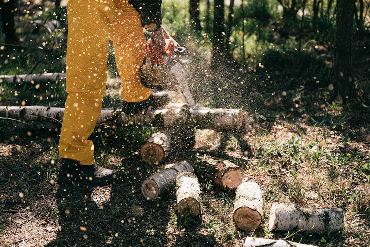 The Steps Involved in Our Tree Care Process in Rolla, MO